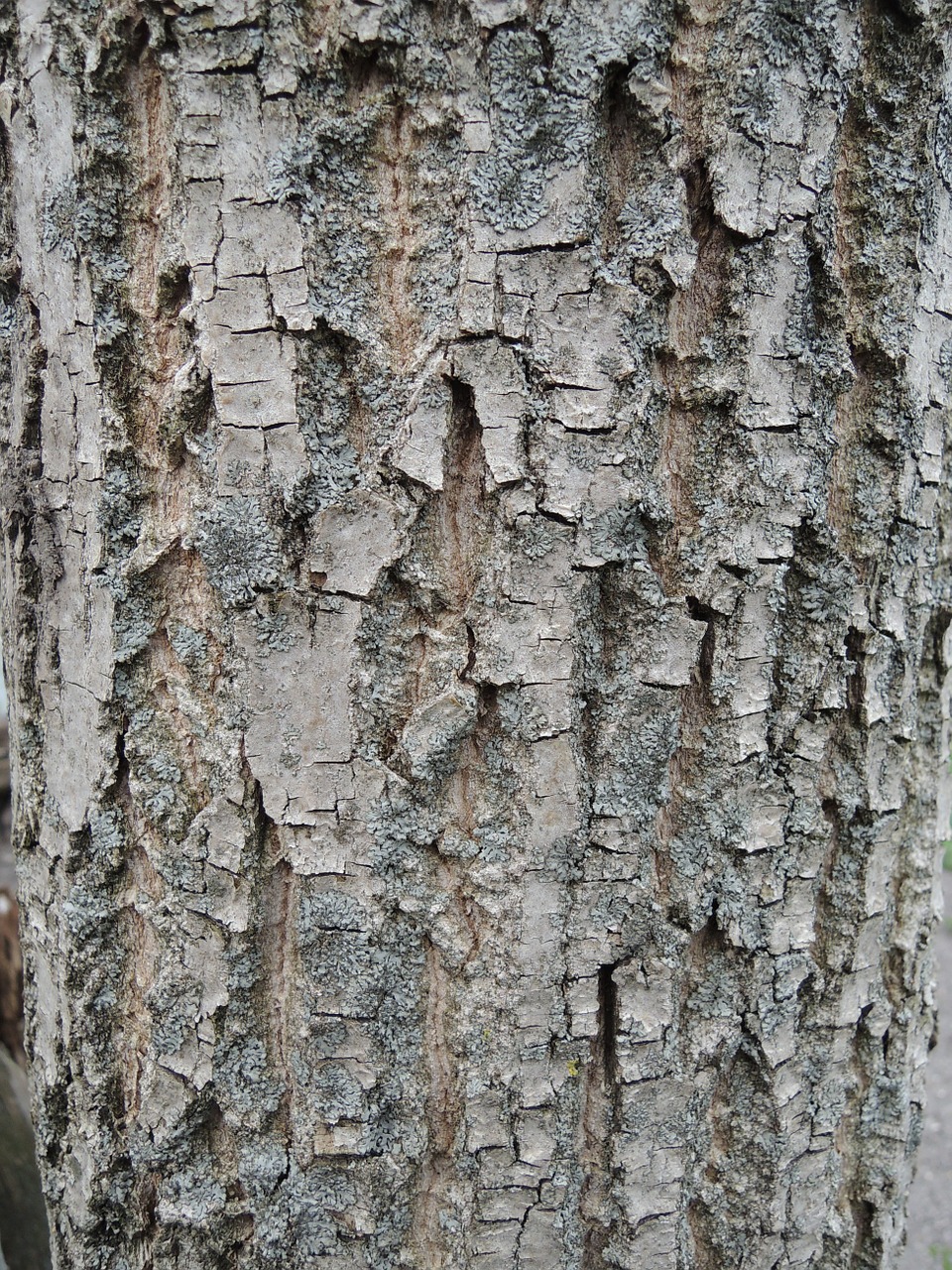 bark tree nature free photo