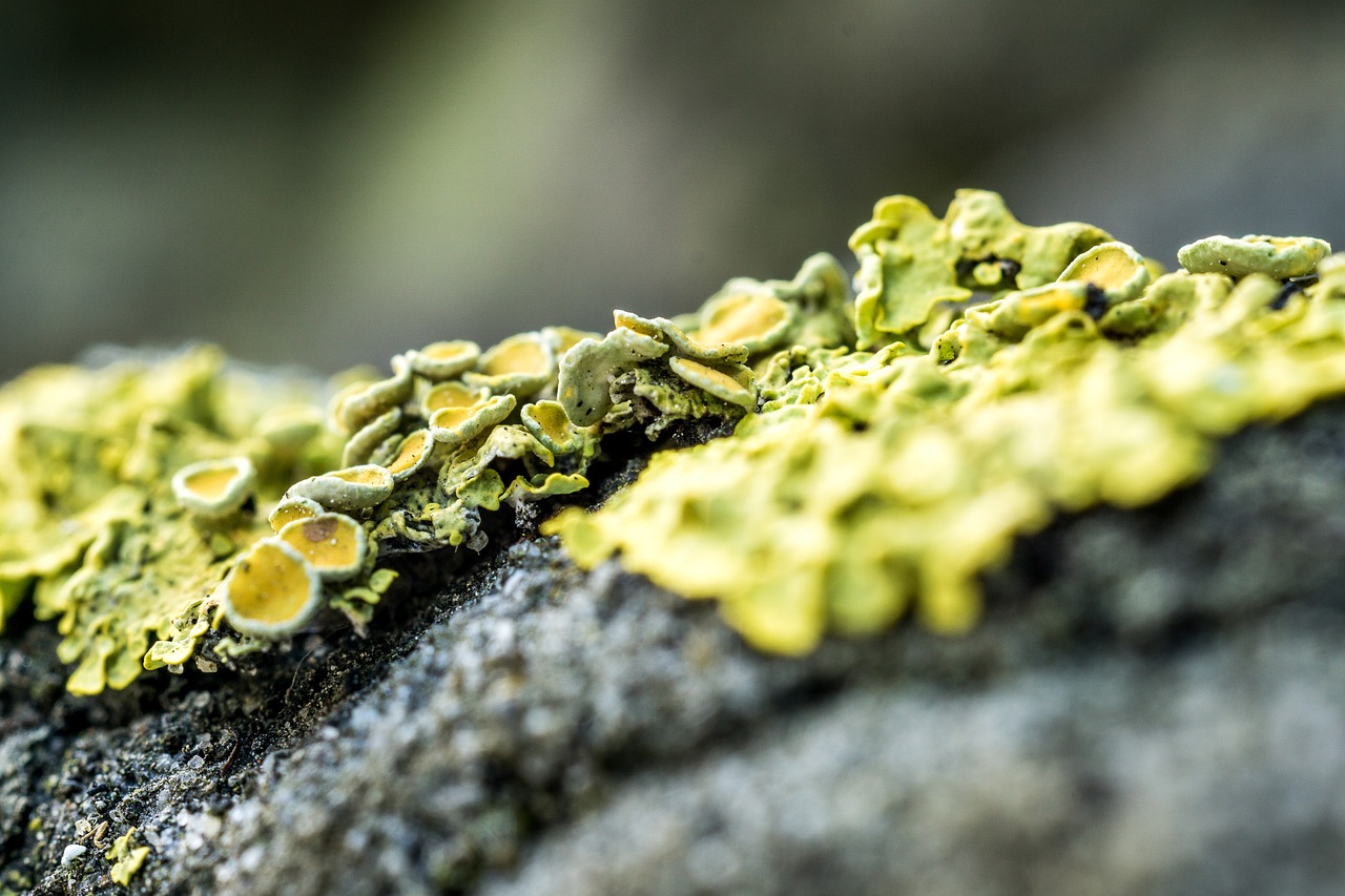 bark macro lichen free photo
