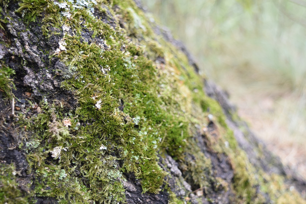 bark tree moss free photo