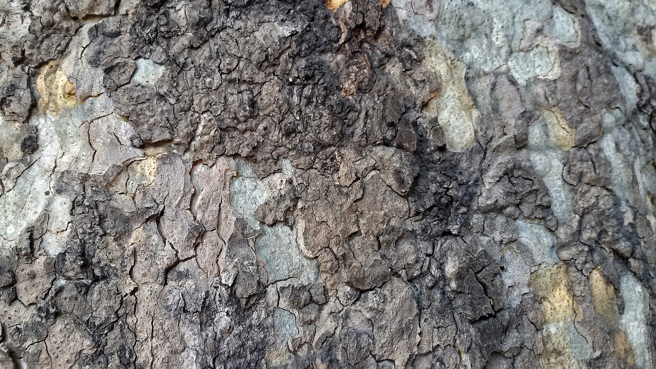 bark tree trunk free photo