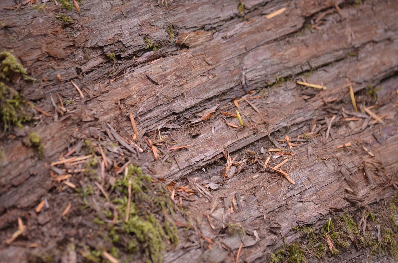 bark tree wood free photo