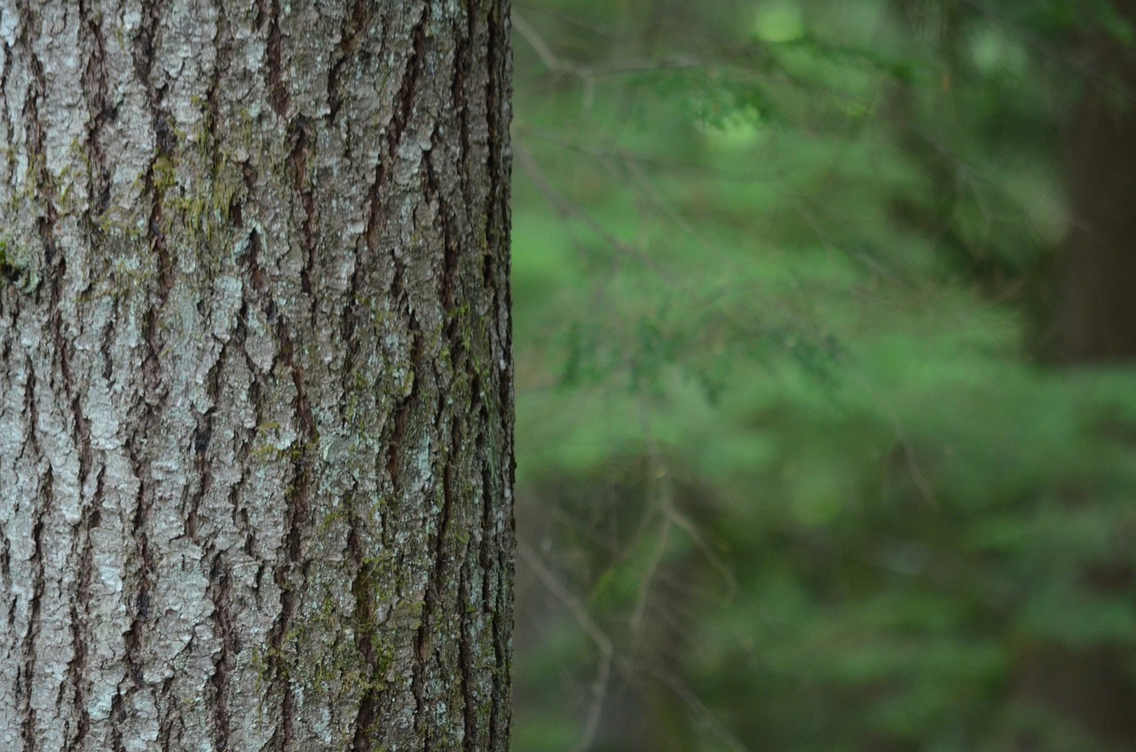 bark tree forest free photo