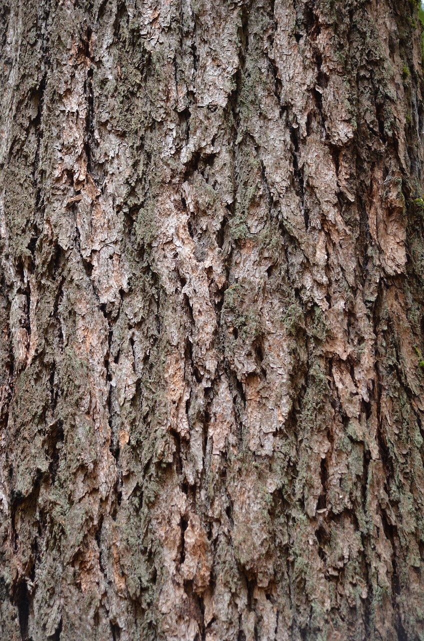 bark rough texture free photo