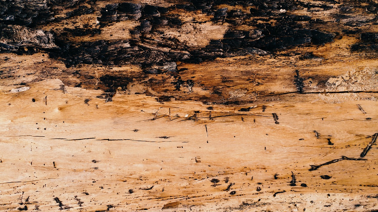 bark textures wood free photo