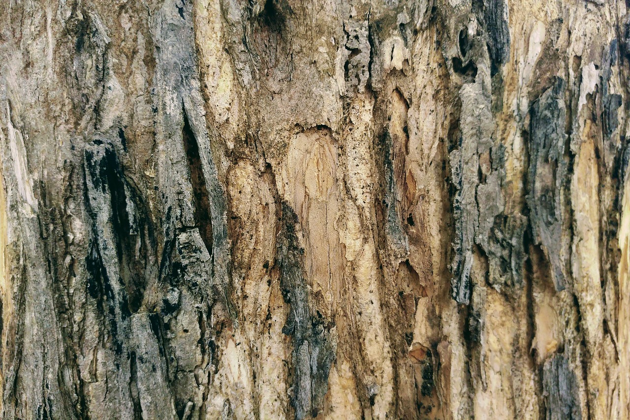 bark timber lumber free photo