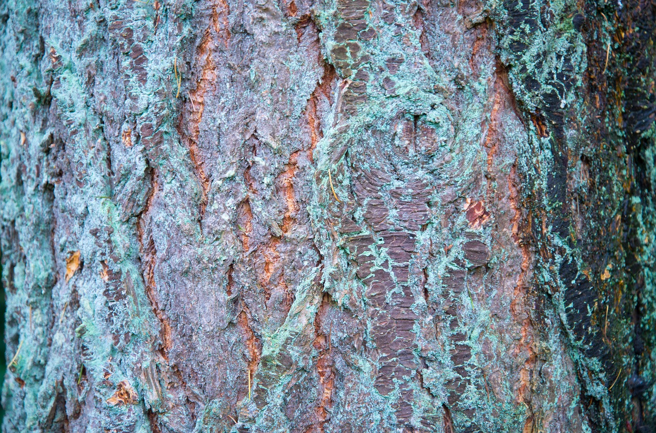 bark tree wood free photo