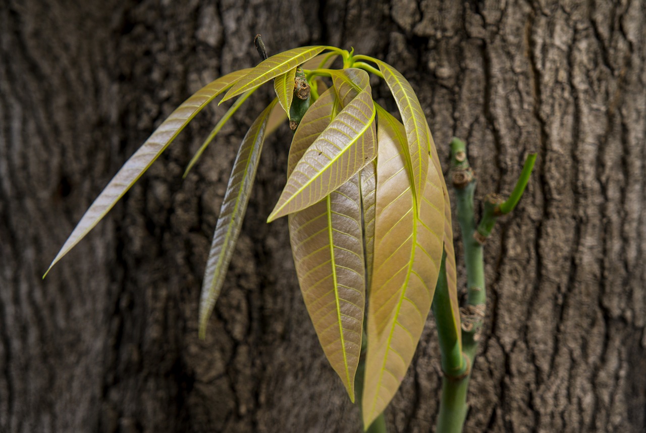 bark mango leaves natural free photo