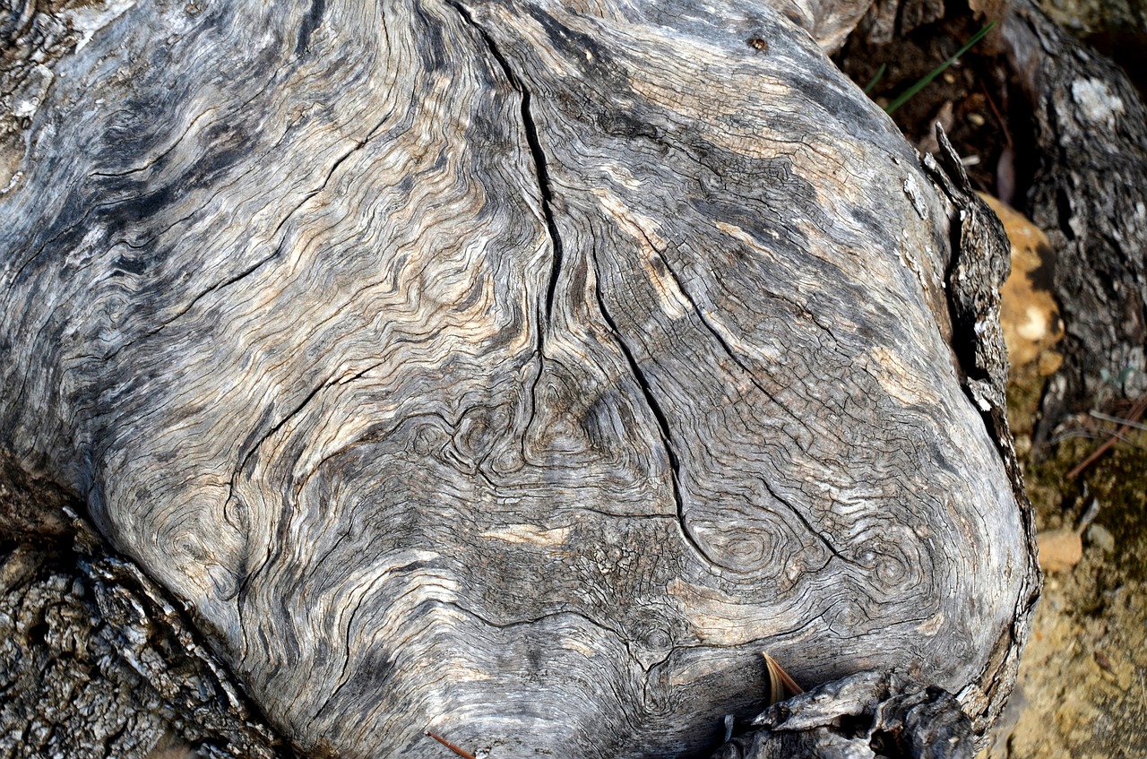 bark structure tree free photo