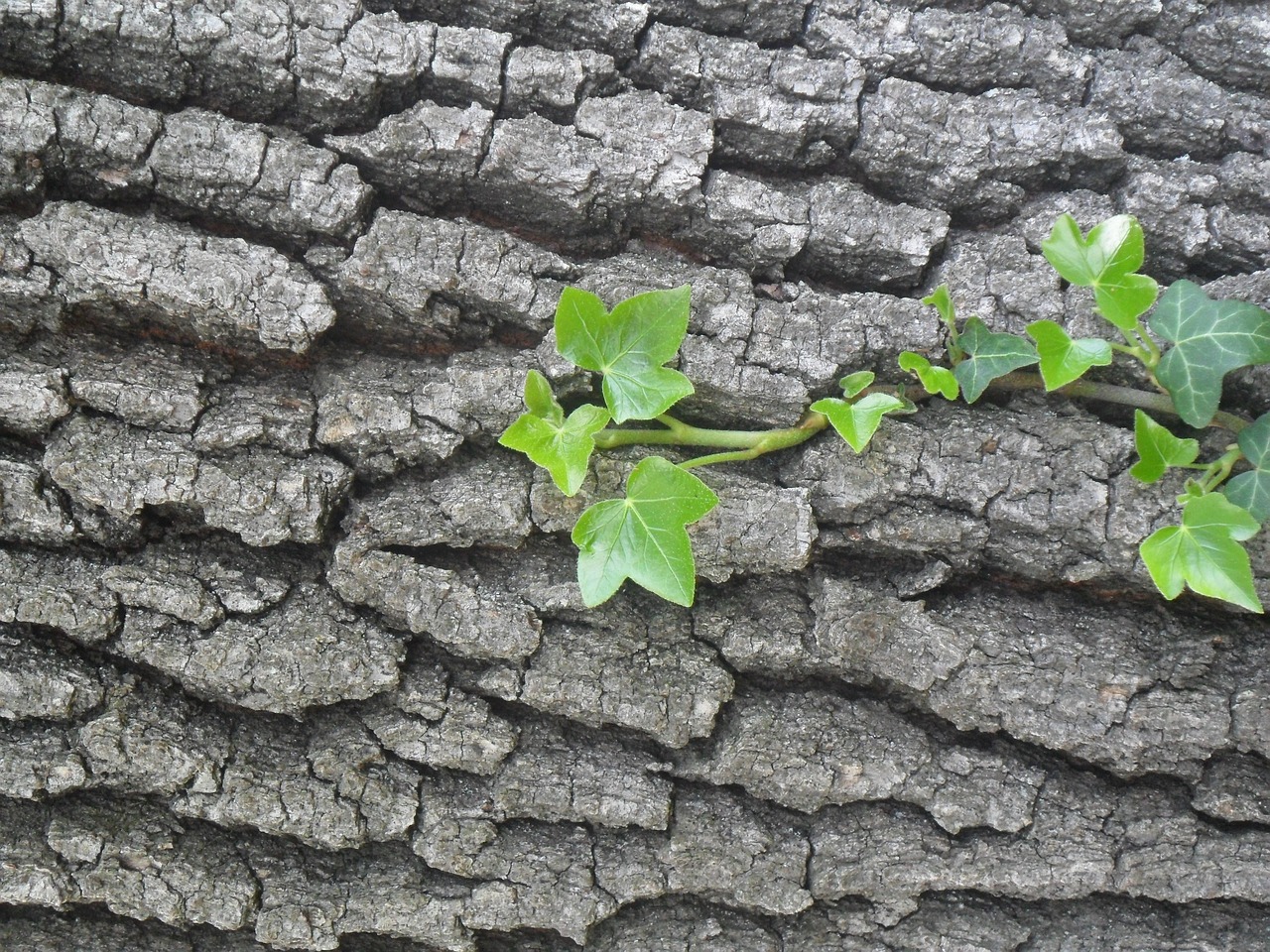 bark ivy forest free photo