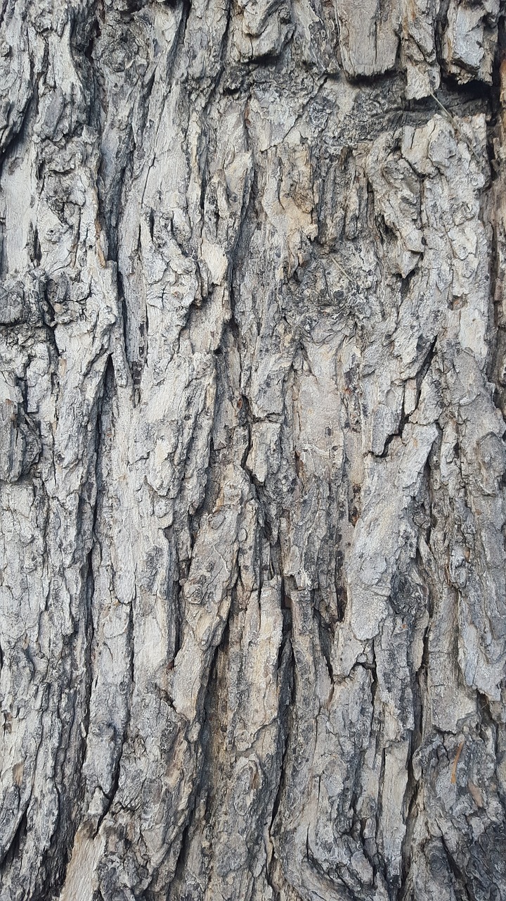 bark tree texture free photo