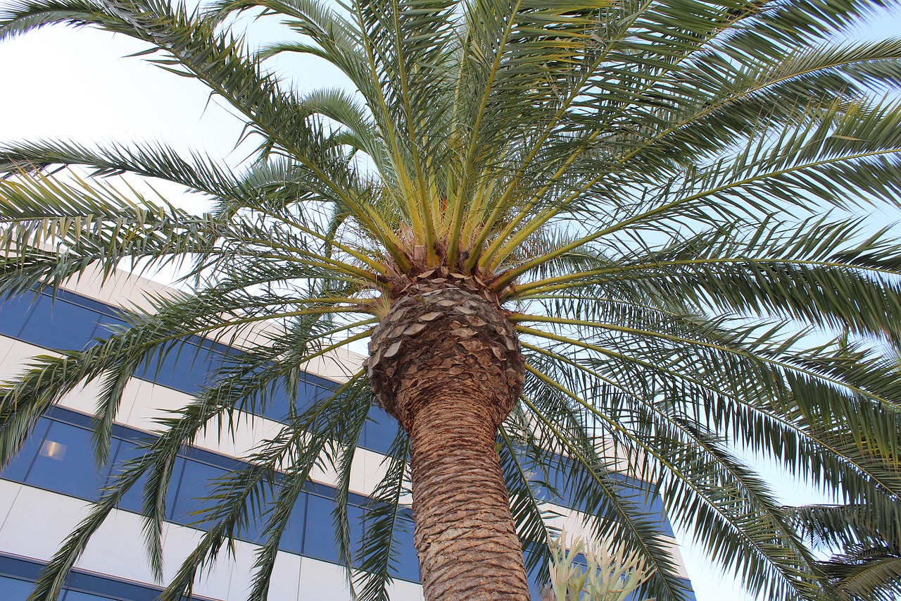 bark nature palm tree free photo