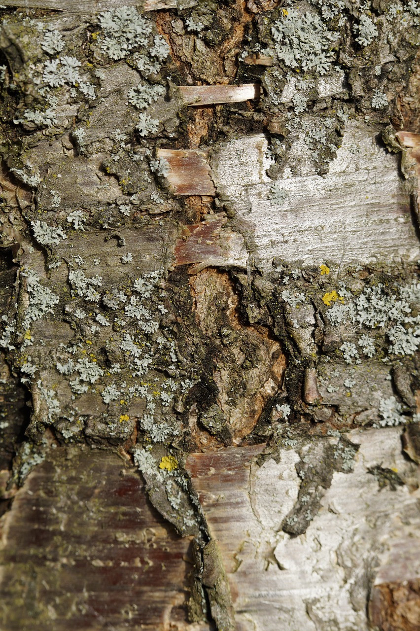 bark tree bark cherry free photo