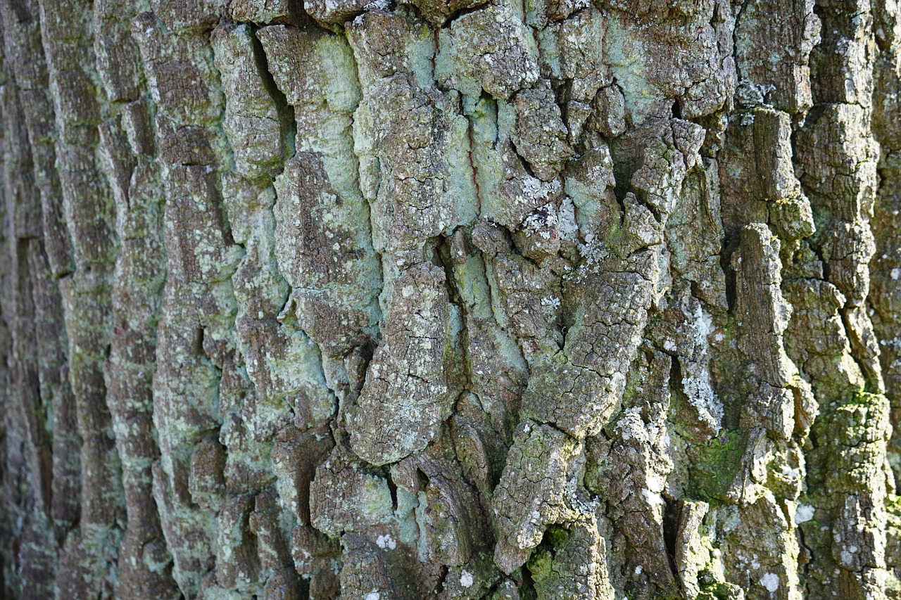 bark poplar tribe free photo