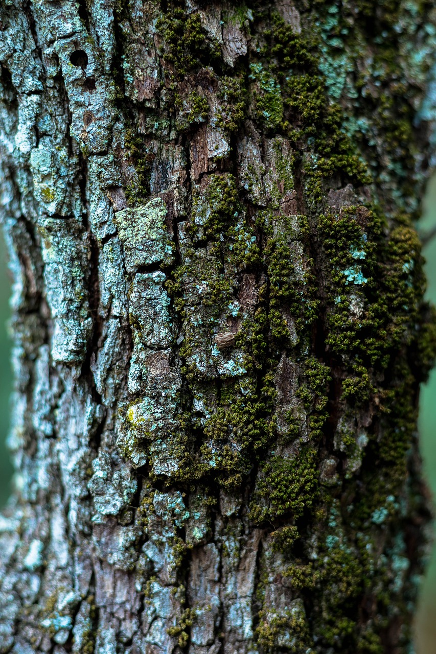 bark tree wood free photo