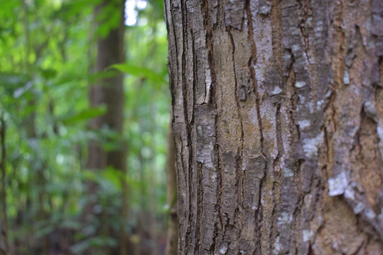 bark wood tree free photo