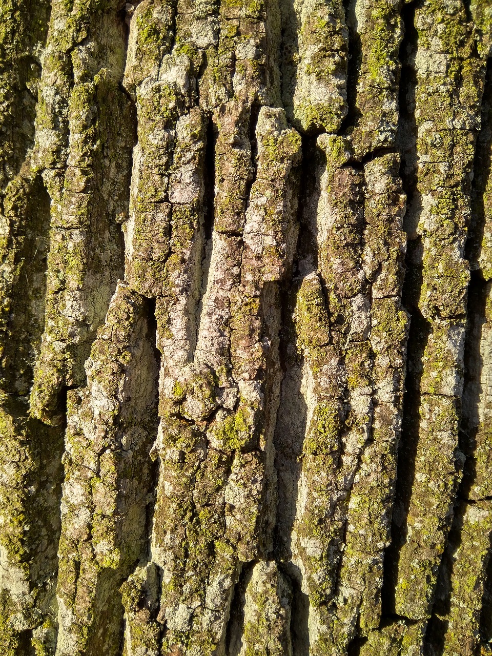 bark tree forest free photo