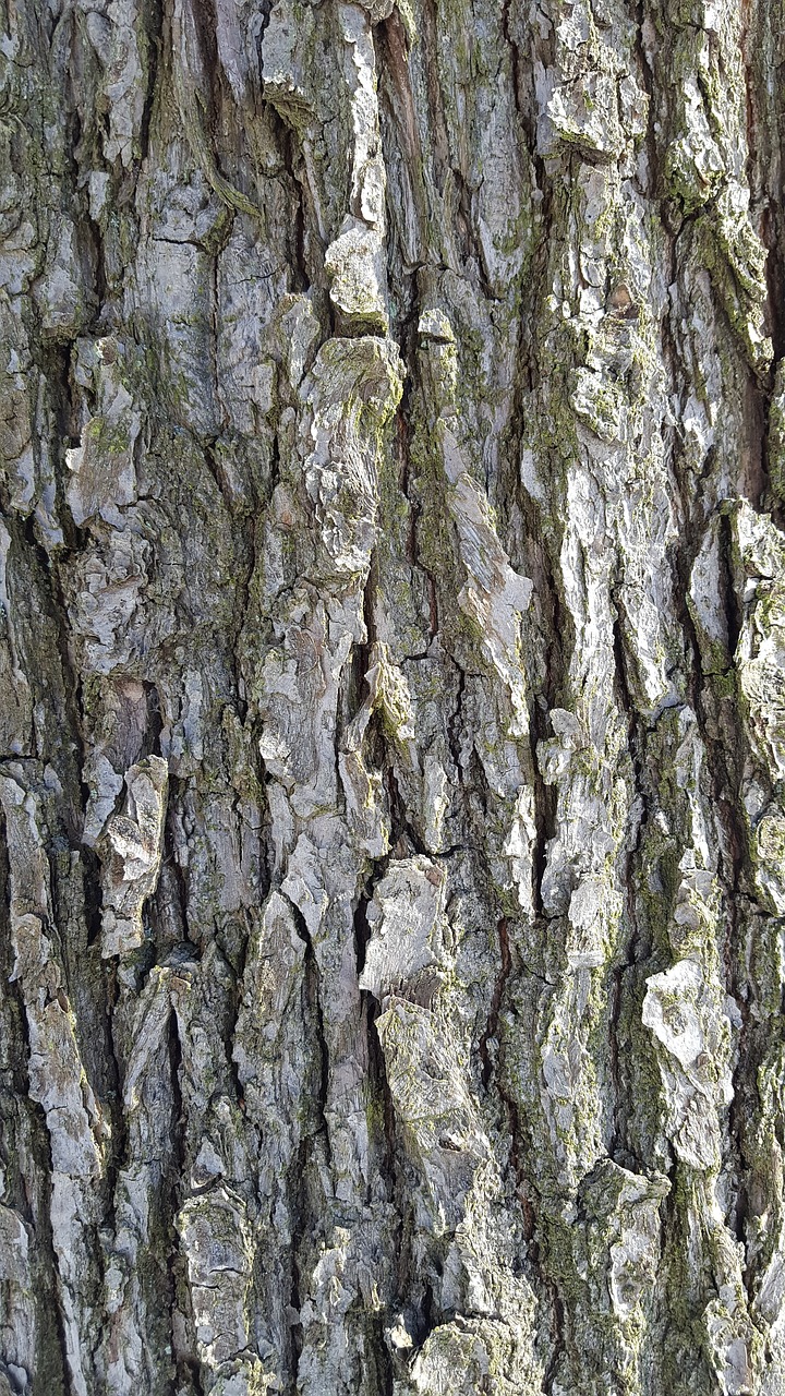 bark background tree free photo