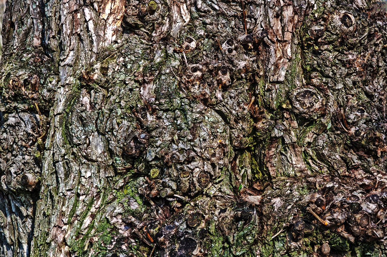 bark nature wood free photo