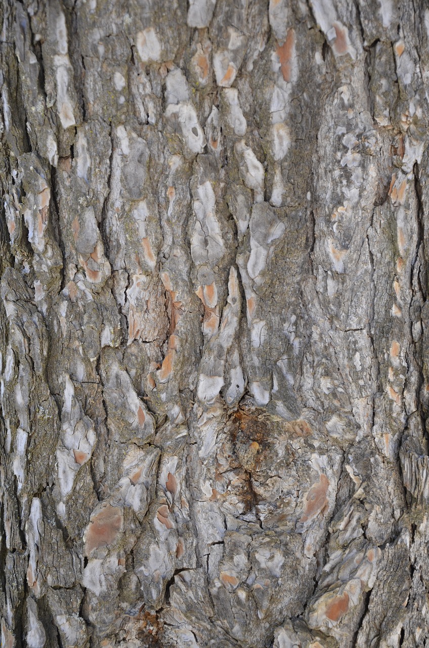 bark tree rough free photo