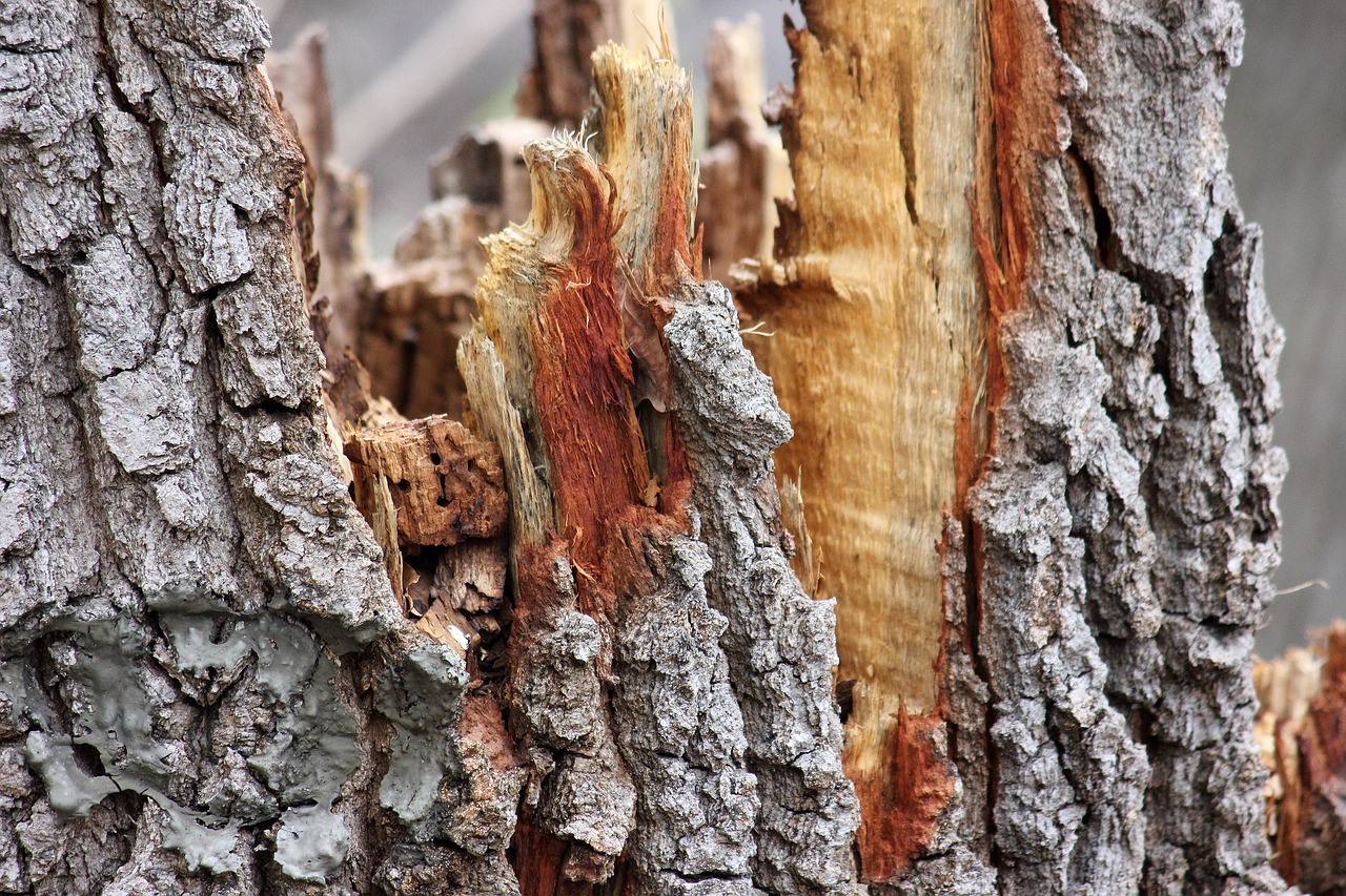 bark tree wood free photo