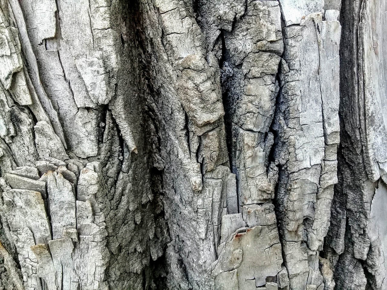 bark tree wood free photo