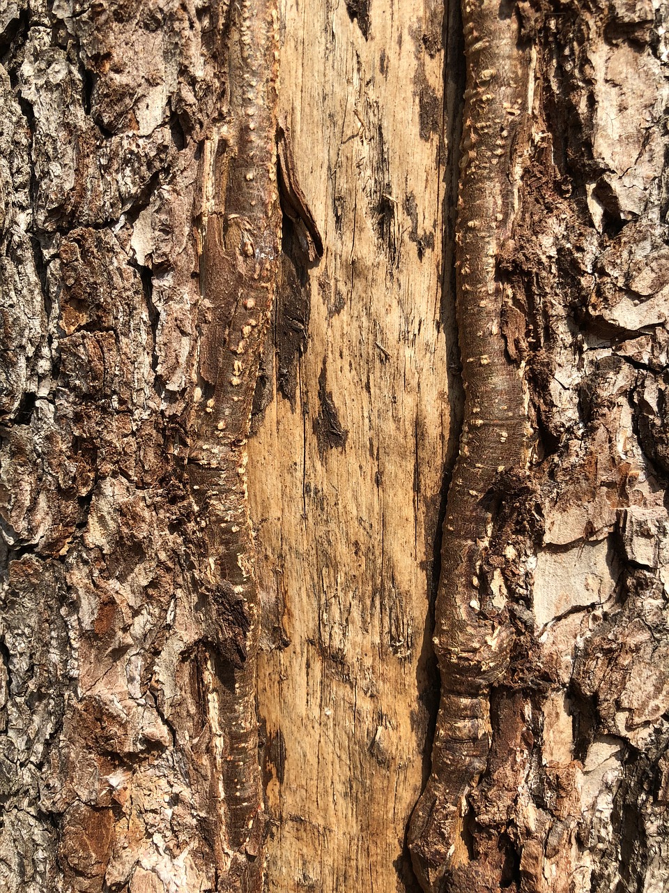 bark rough trunk free photo