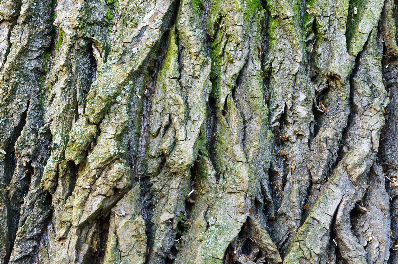 bark tree wood free photo