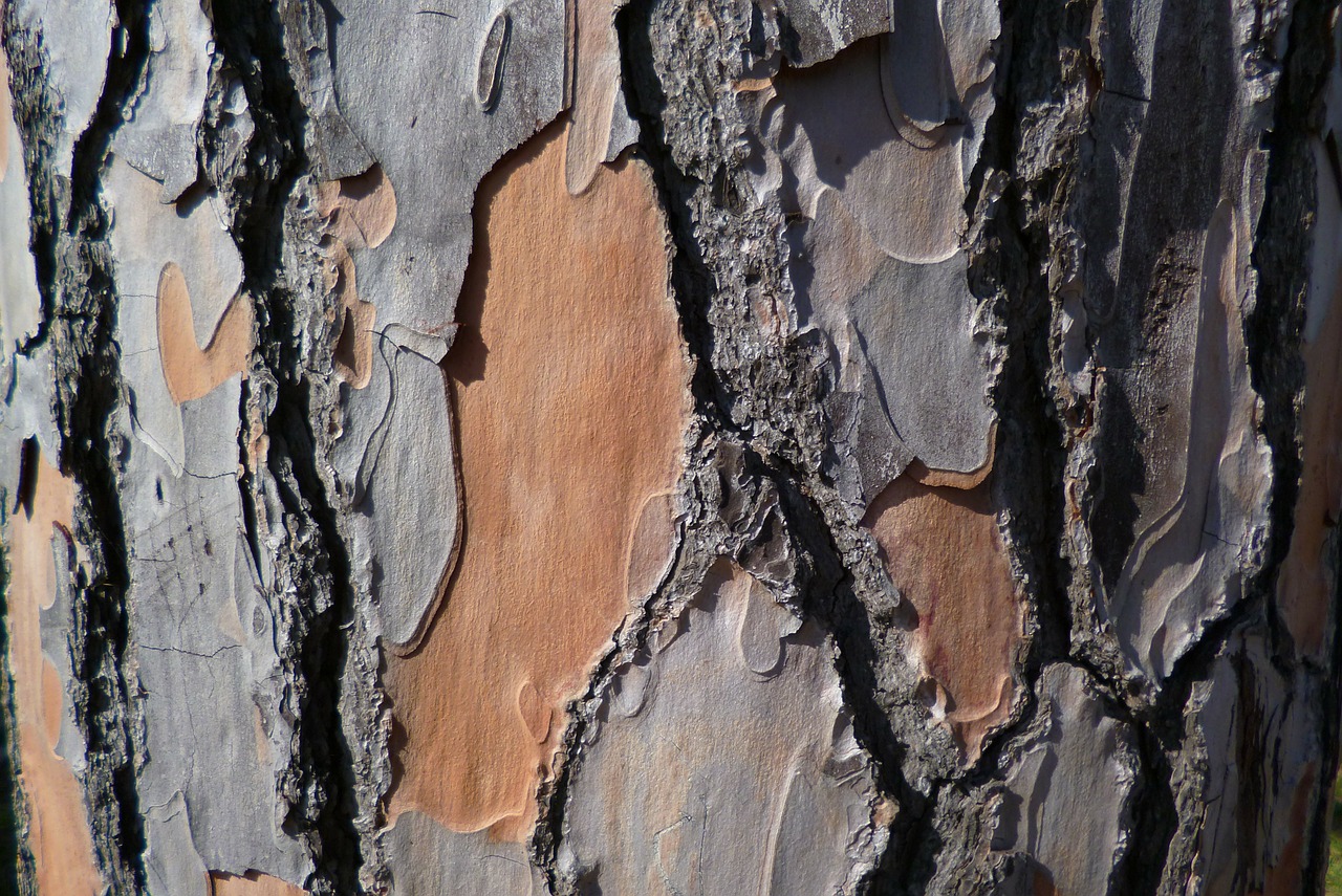 pine bark pine bark free photo