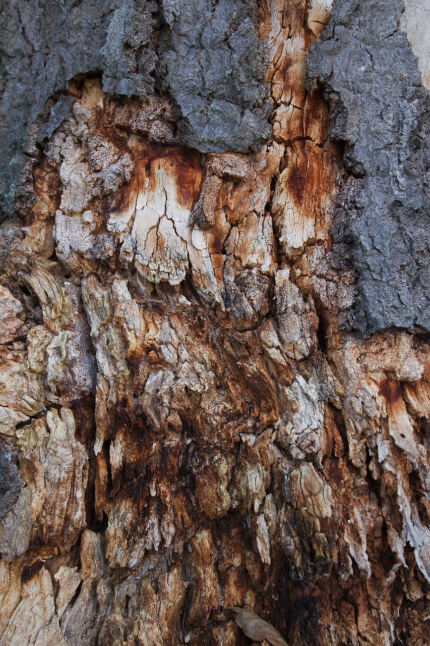 bark  nature  tree free photo