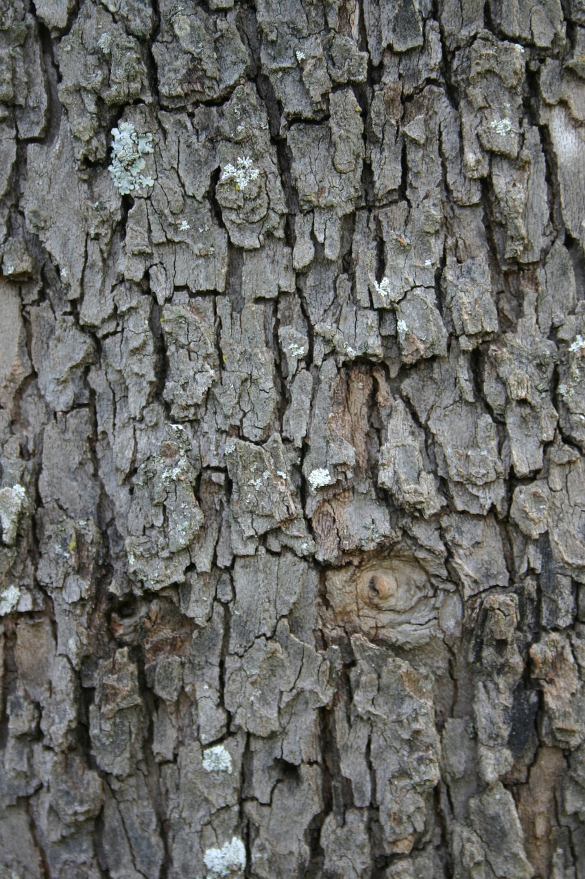 bark  rough  texture free photo