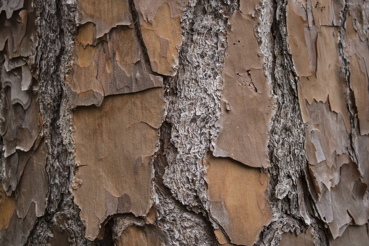 bark  rough  wood free photo