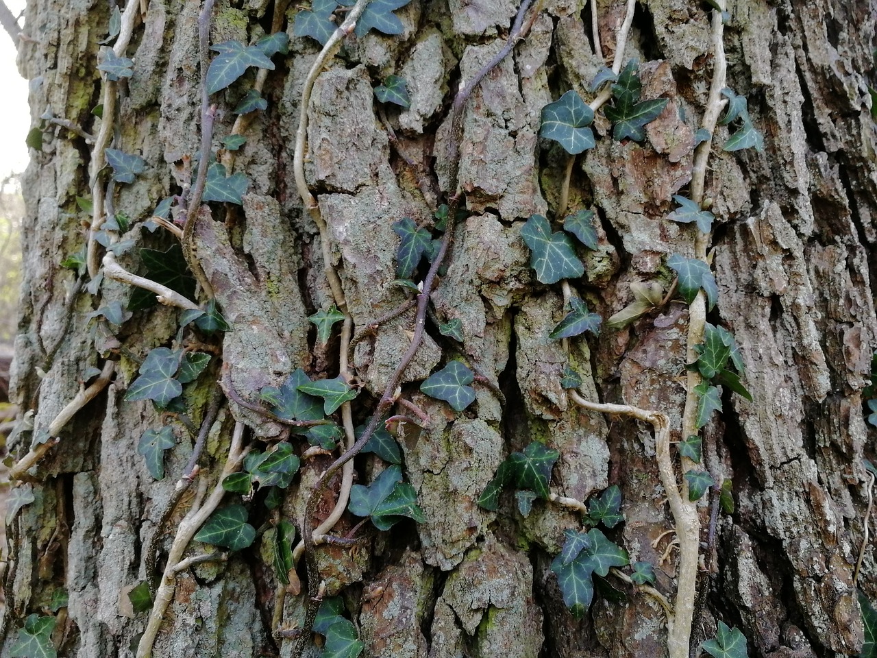 bark  tree  nature free photo