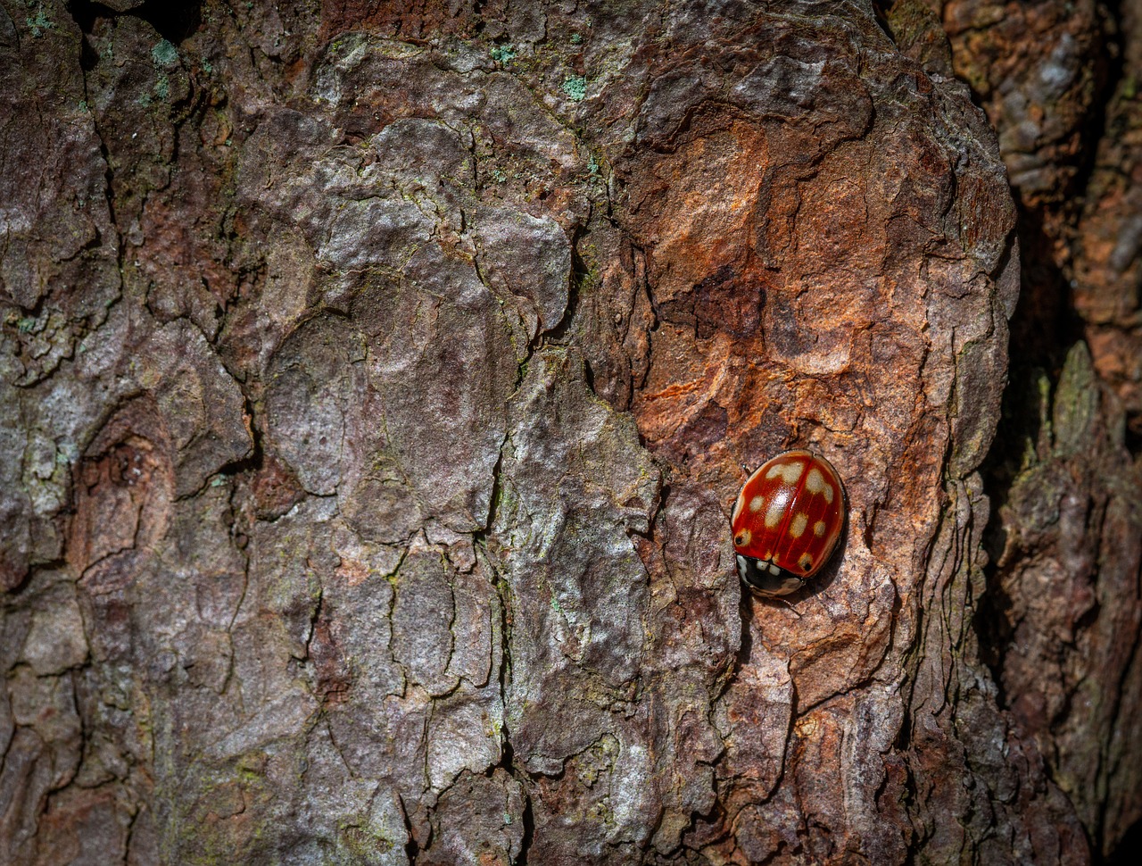 bark  tree  nature free photo