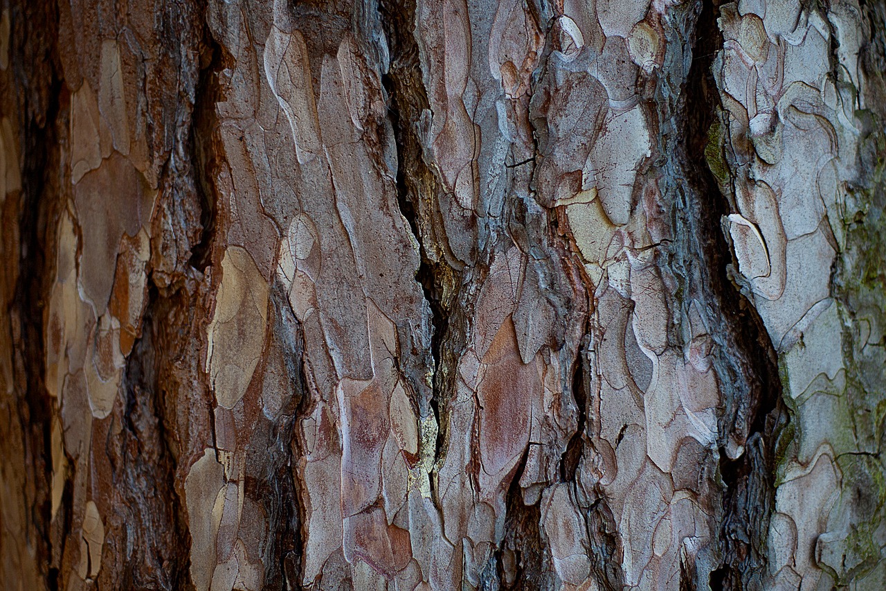 bark  tree  wood free photo
