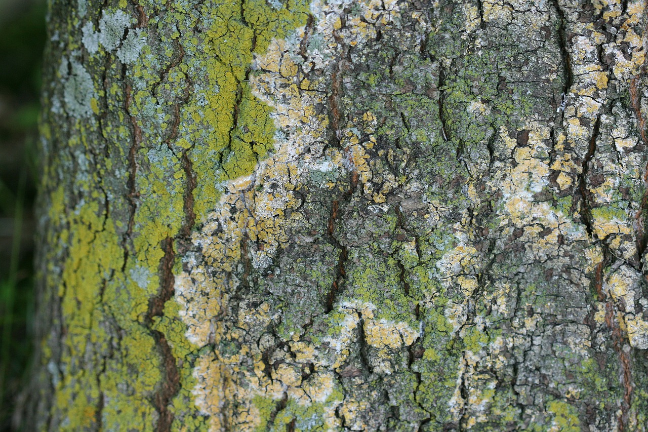 bark texture moss free photo