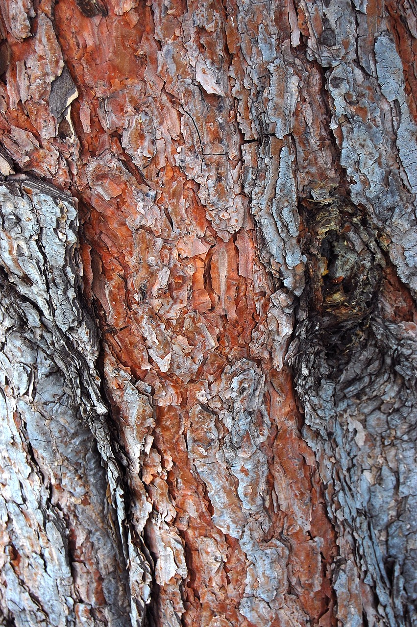 bark  tree  texture free photo