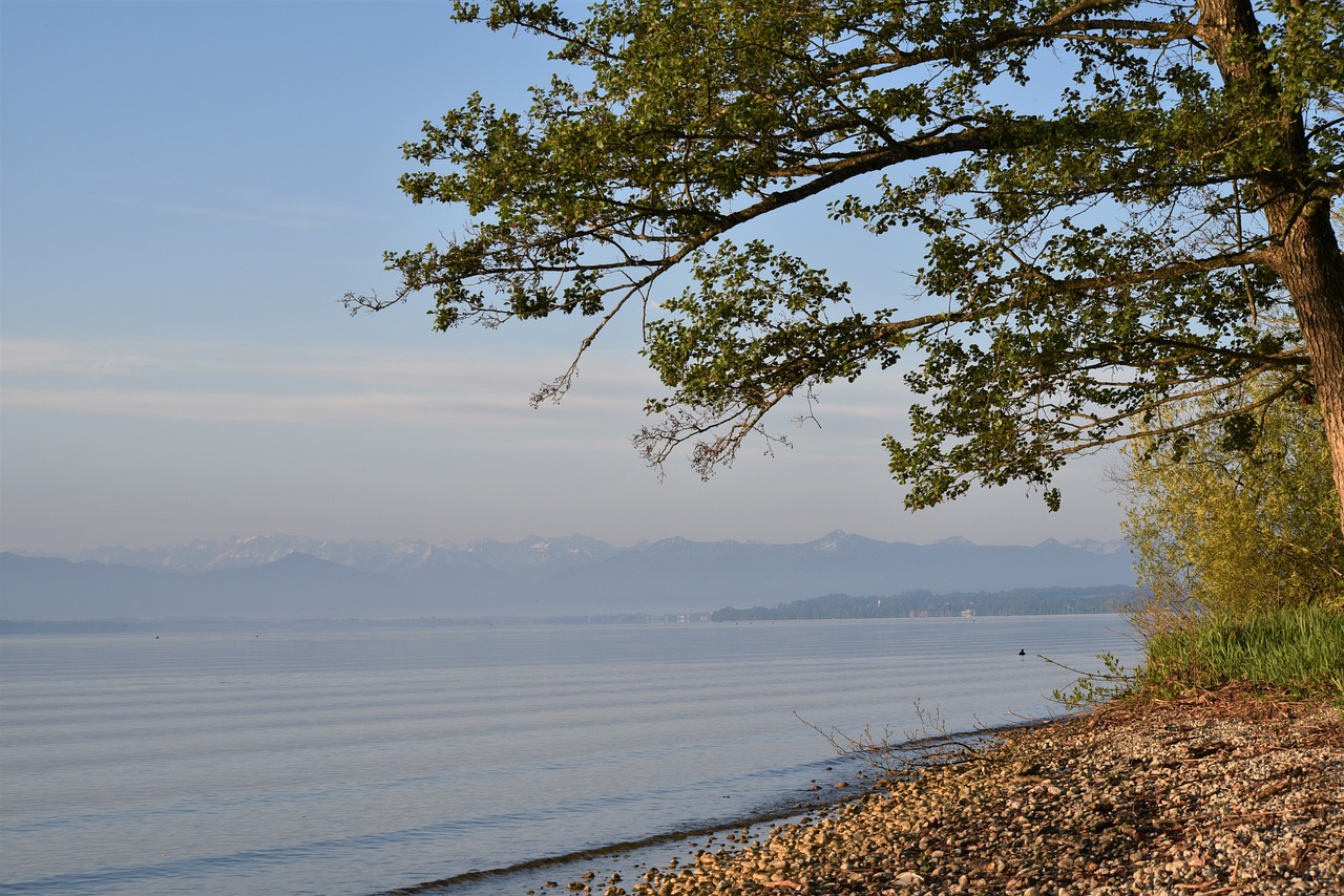 bark  bank  lakeside free photo