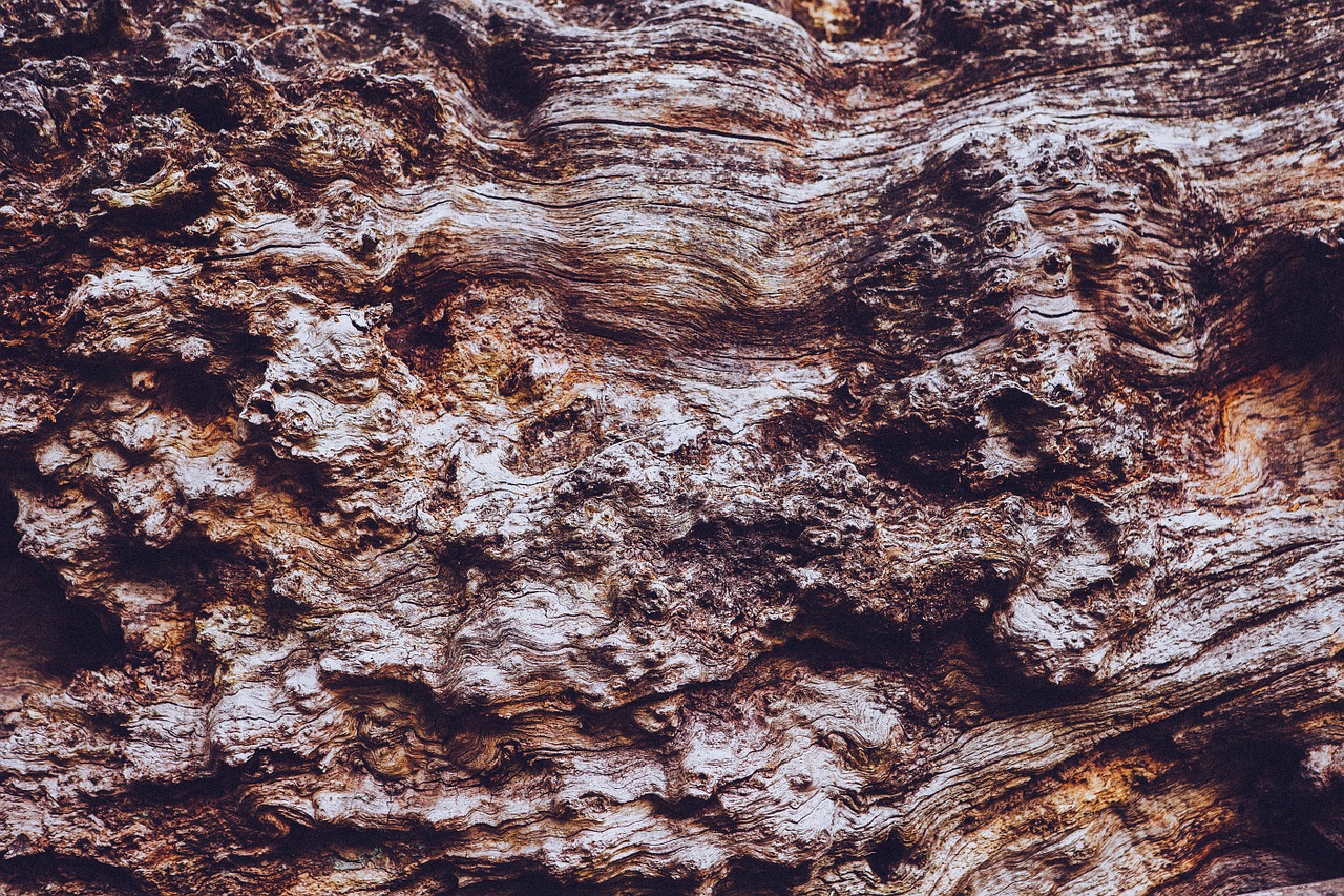 bark tree wood free photo