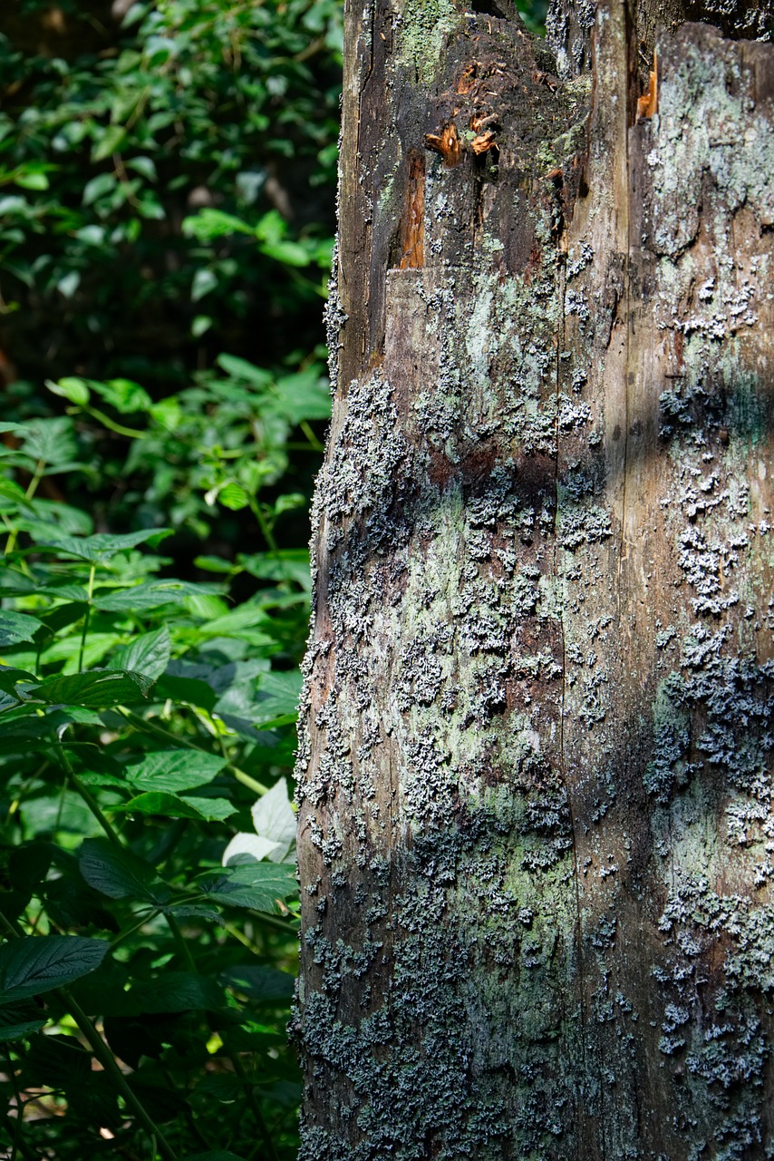 bark  moss  tree free photo