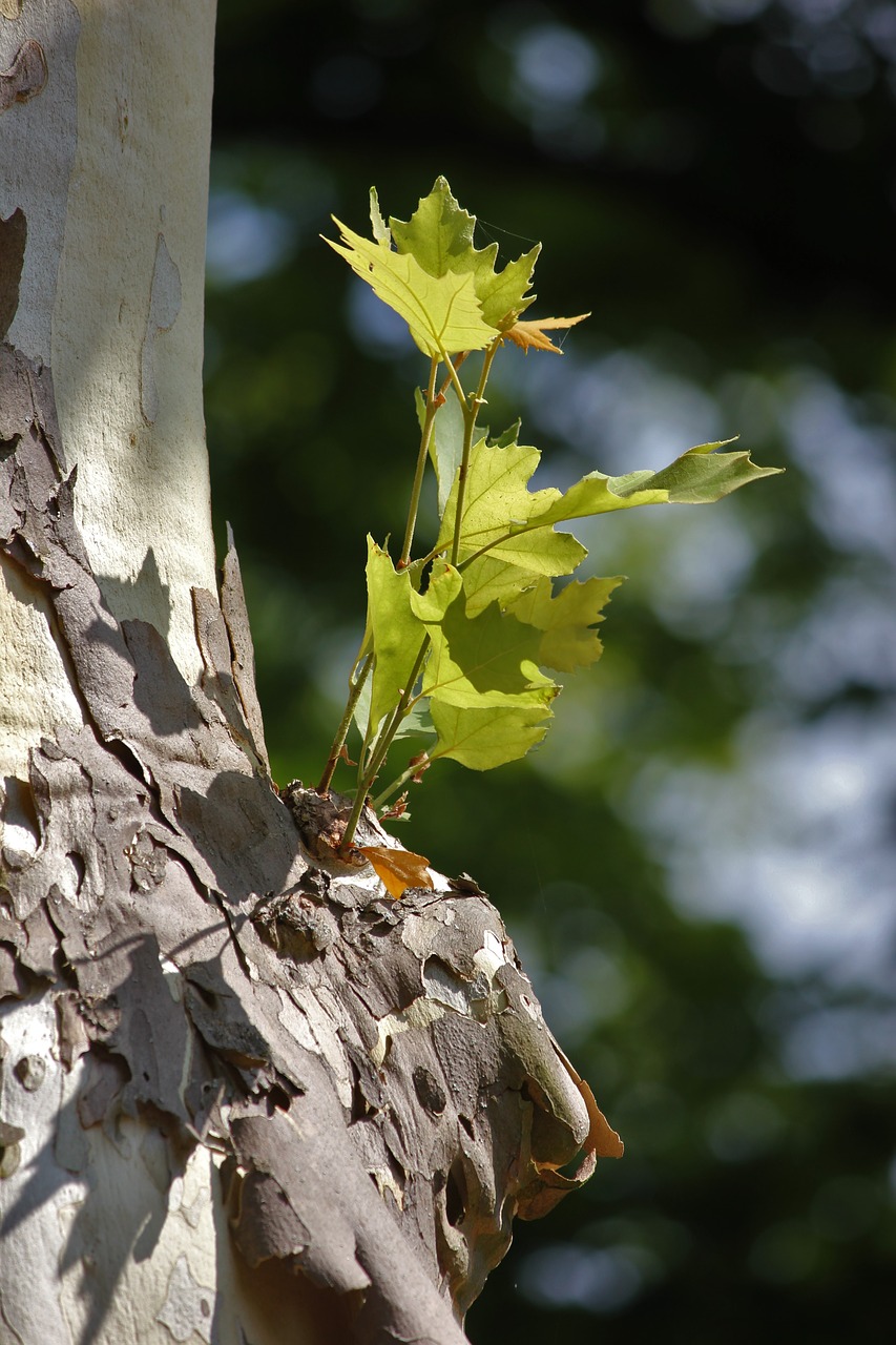 bark  tree  log free photo