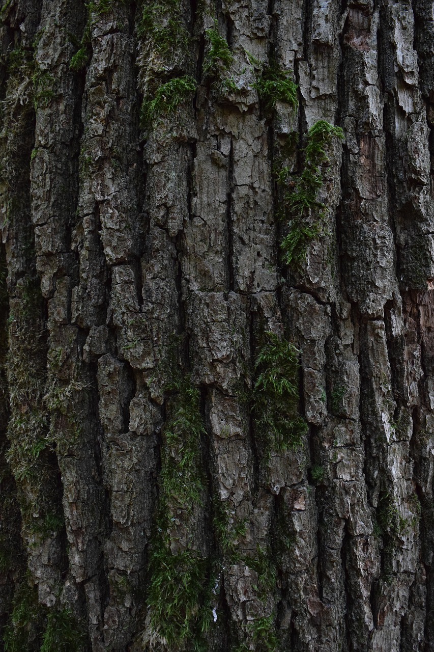 bark  tree bark  wood free photo