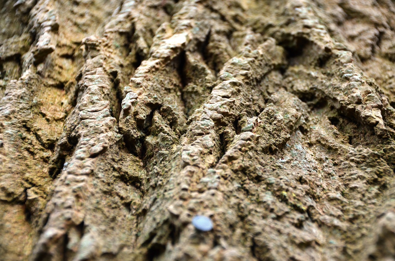 bark tree log free photo