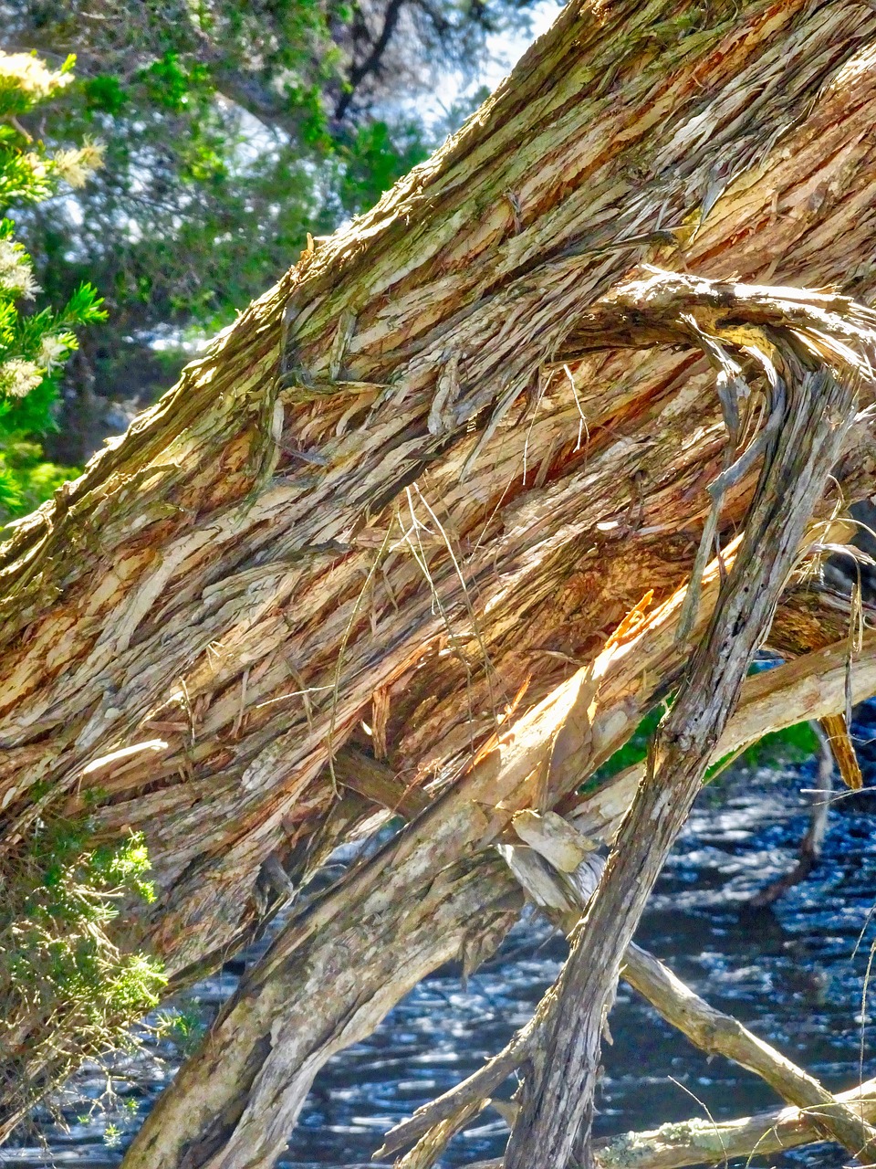 bark  tree  trunk free photo