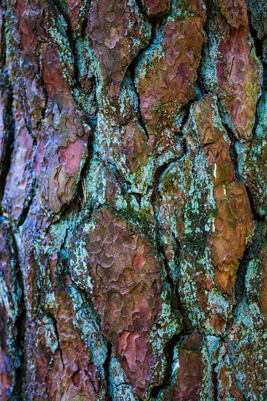 bark  tree  pine free photo