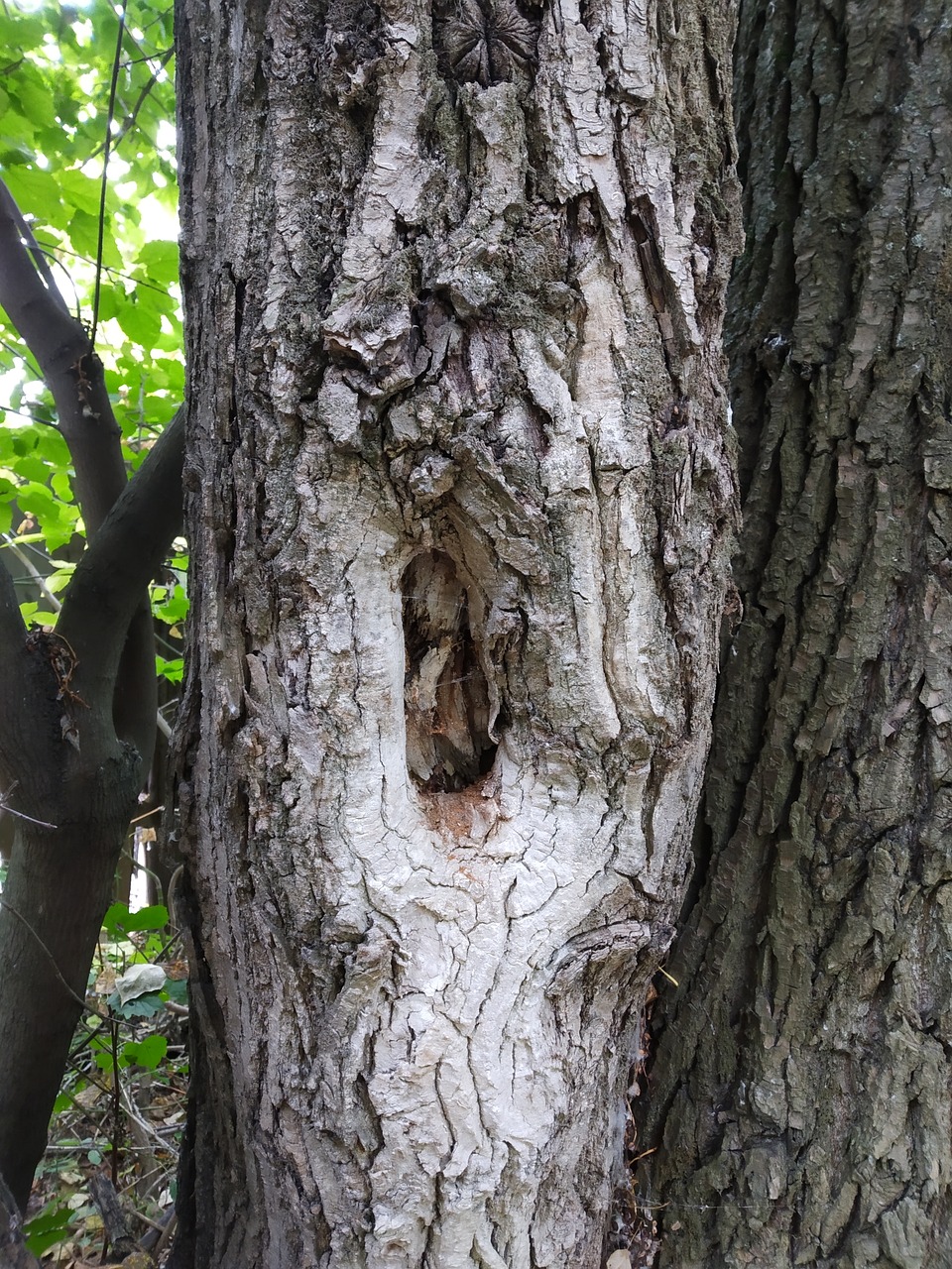 bark  tree  nature free photo