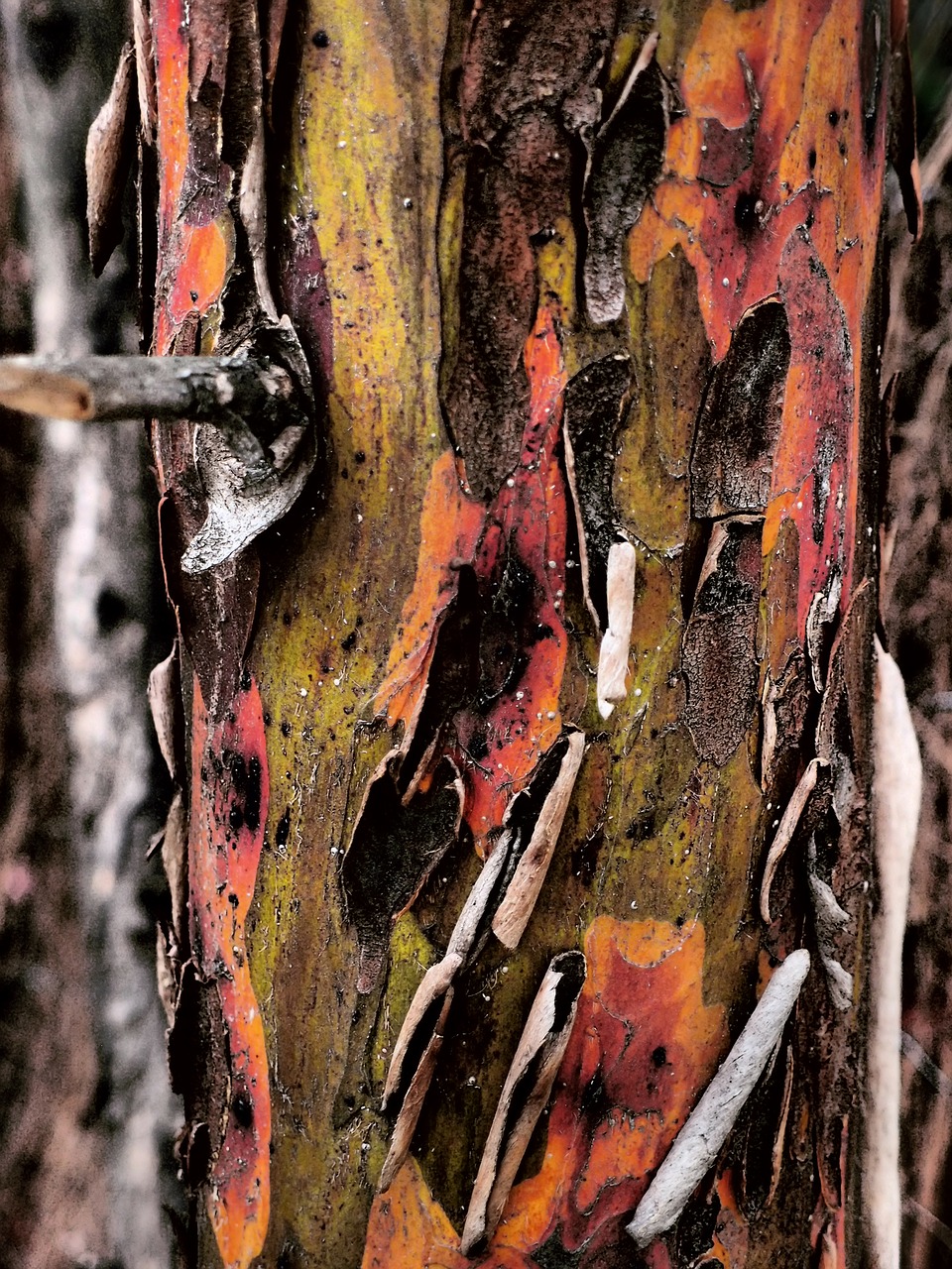 bark  texture  wood free photo