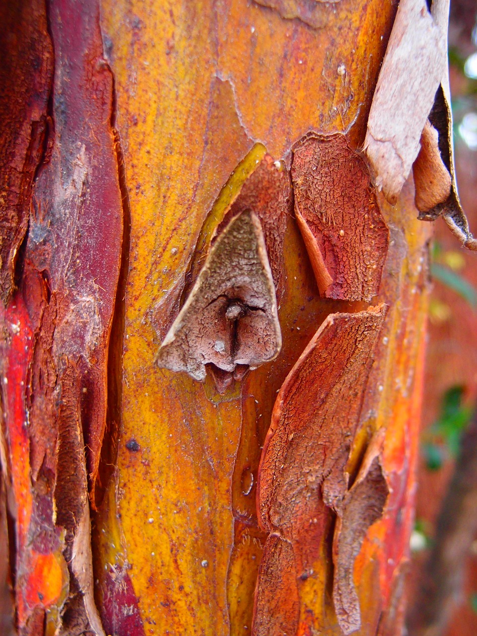 bark  tree  texture free photo
