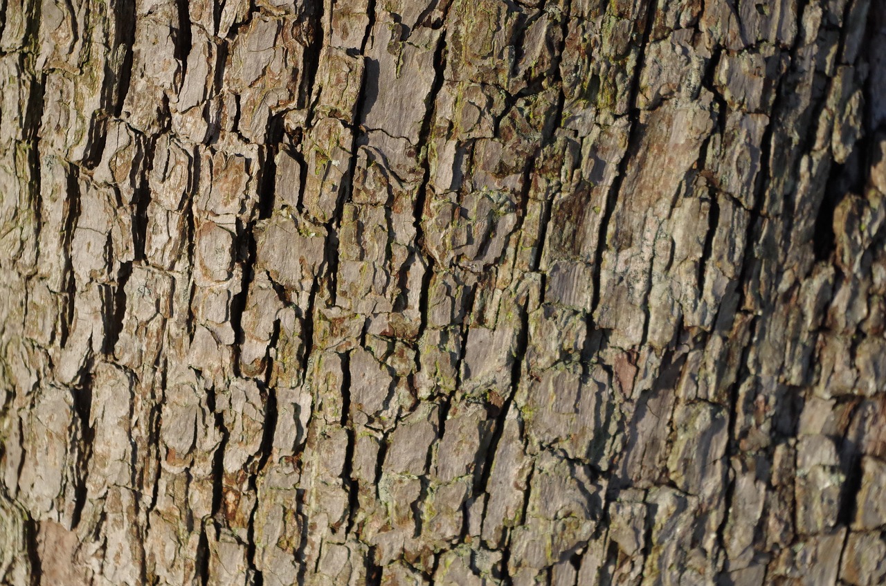 bark  tree  pear tree free photo