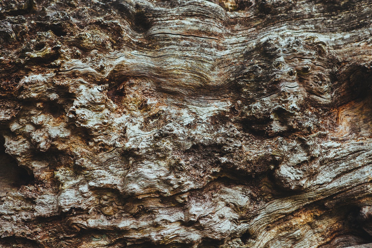 bark tree texture free photo