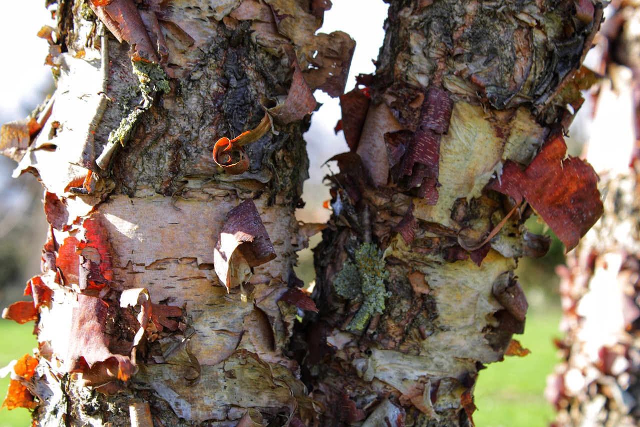 bark  tree  wood free photo